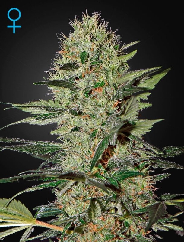 5 UND FEM - EXODUS CHEESE AUTO