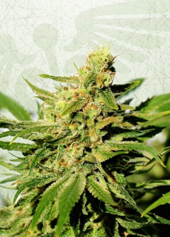 5 UND FEM - BCN DIESEL CBD 5 UND FEM - BCN DIESEL CBD