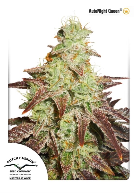 7 UND FEM - AUTO NIGHT QUEEN (AUTOFLORECIENTE)