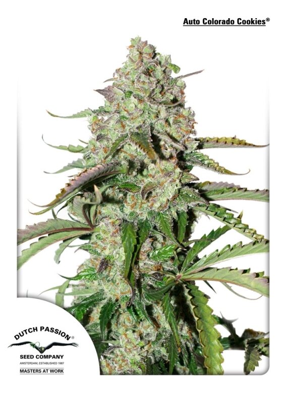 7 UND FEM - AUTO COLORADO COOKIES ® (AUTOFLORECIENTE)