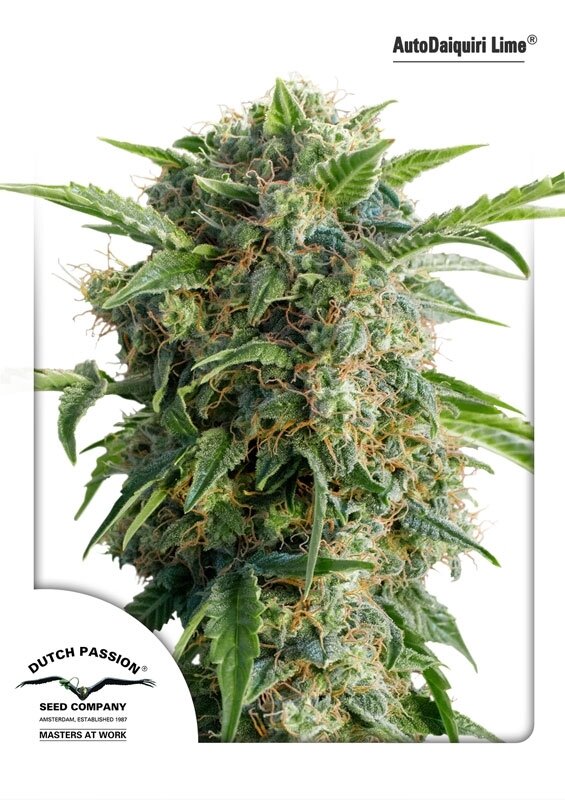7 UND FEM - AUTO DAIQUIRI LIME (AUTOFLORECIENTE)