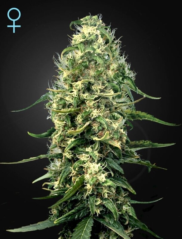 5 UND FEM - SUPER SILVER HAZE CBD