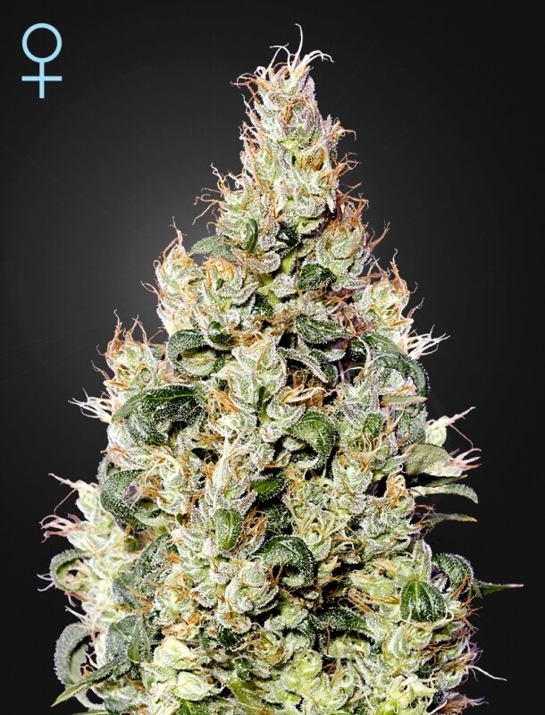 5 UND FEM - EXODUS CHEESE AUTO CBD
