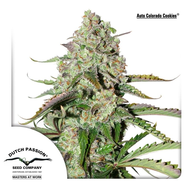 100 UND FEM - AUTO COLORADO COOKIES