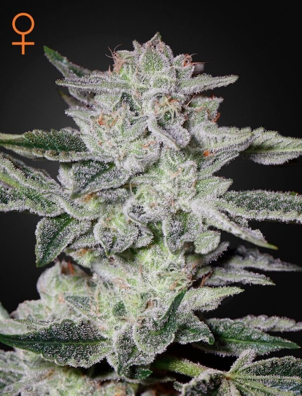 3 UND FEM - SWEET VALLEY KUSH