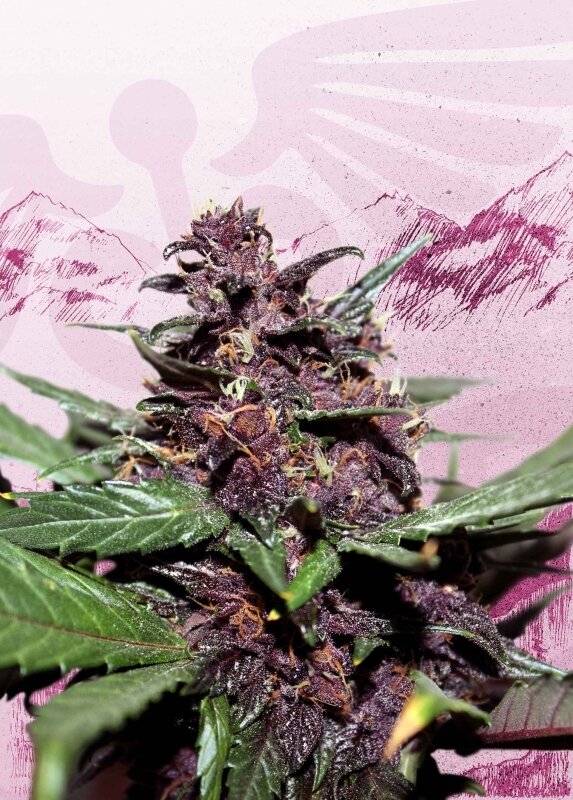 100 UND FEM - SWISS DREAM ROSÉ AUTO CBD