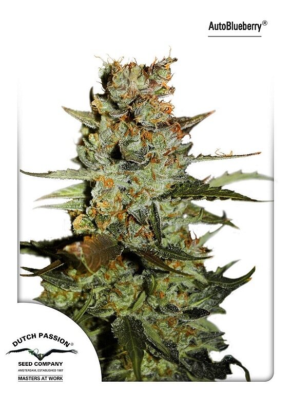 100 UND FEM - AUTO BLUEBERRY (AUTOFLORECIENTE)