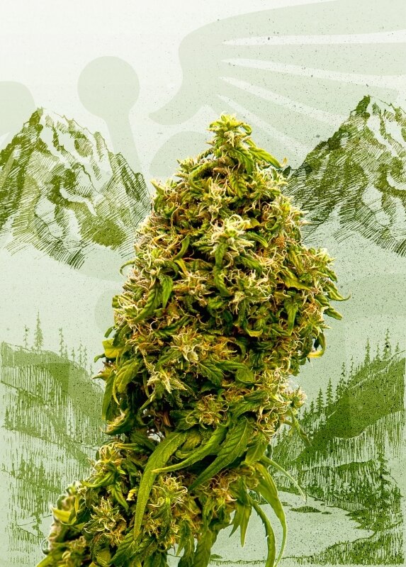 100 UND FEM - SWISS DREAM CBD