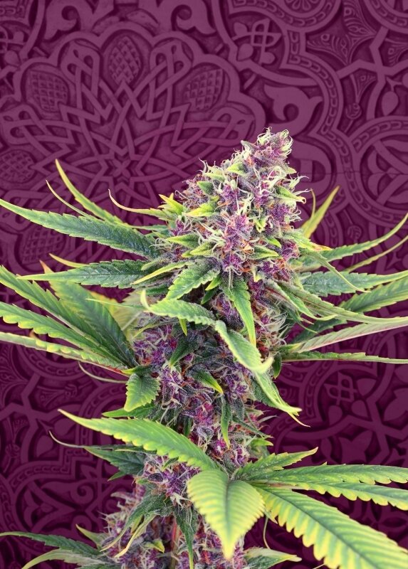 100 UND FEM - PURPLE KUSH