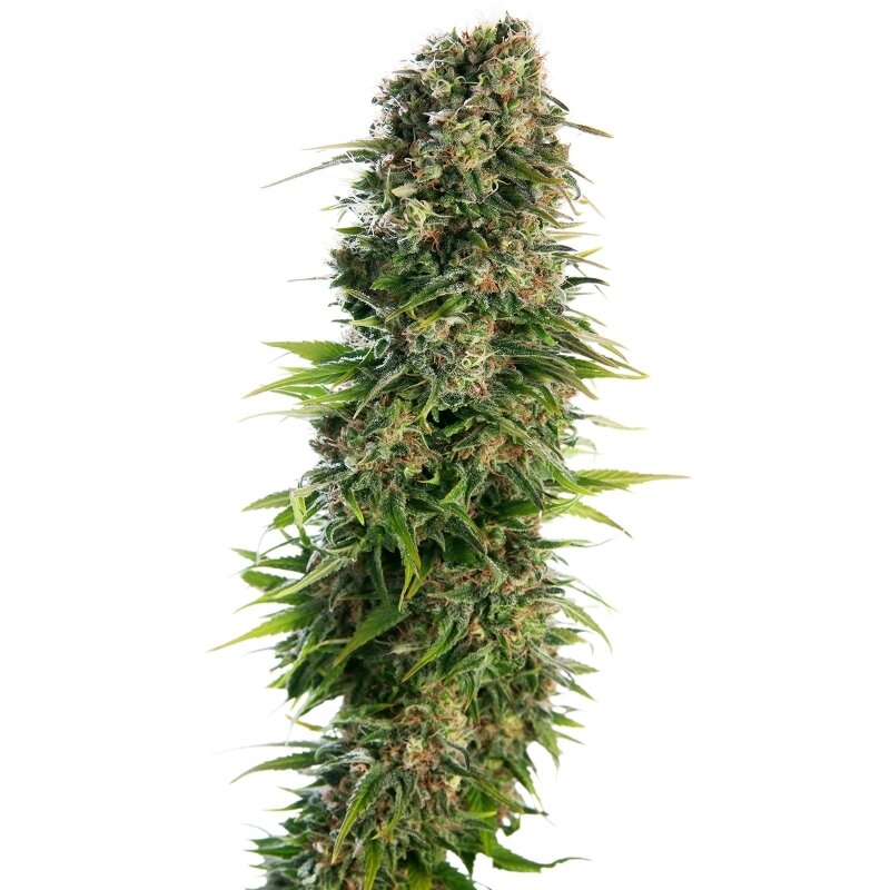 10 UND FEM - HINDU KUSH AUTOMATIC ®