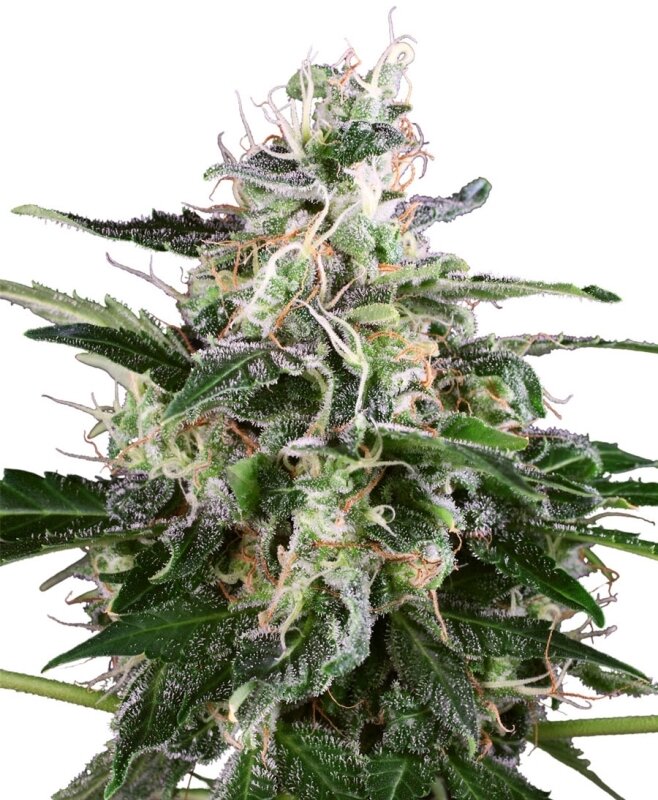 5 UND FEM - WHITE SKUNK AUTO WHITE LABEL