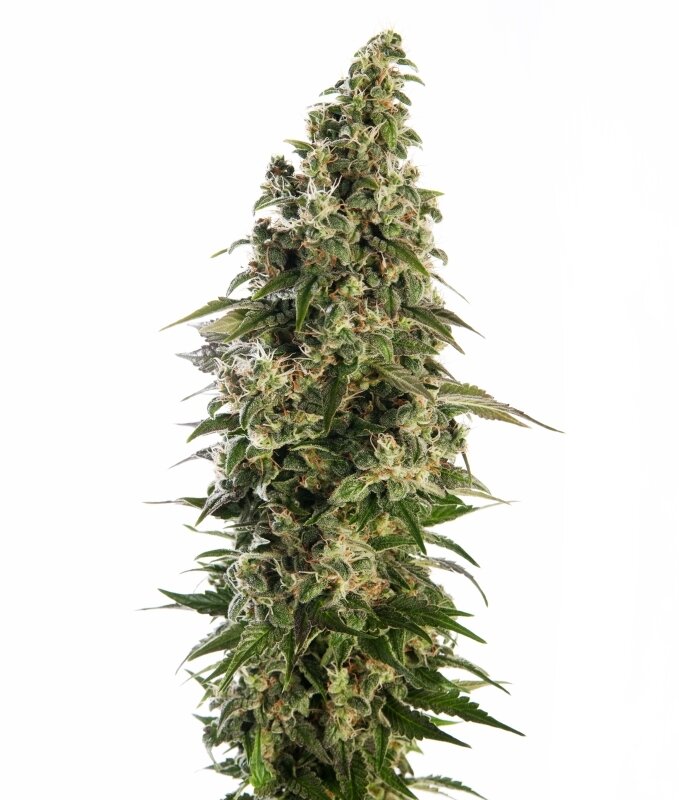 5 UND FEM - AFGHANI # 1 AUTOMATIC