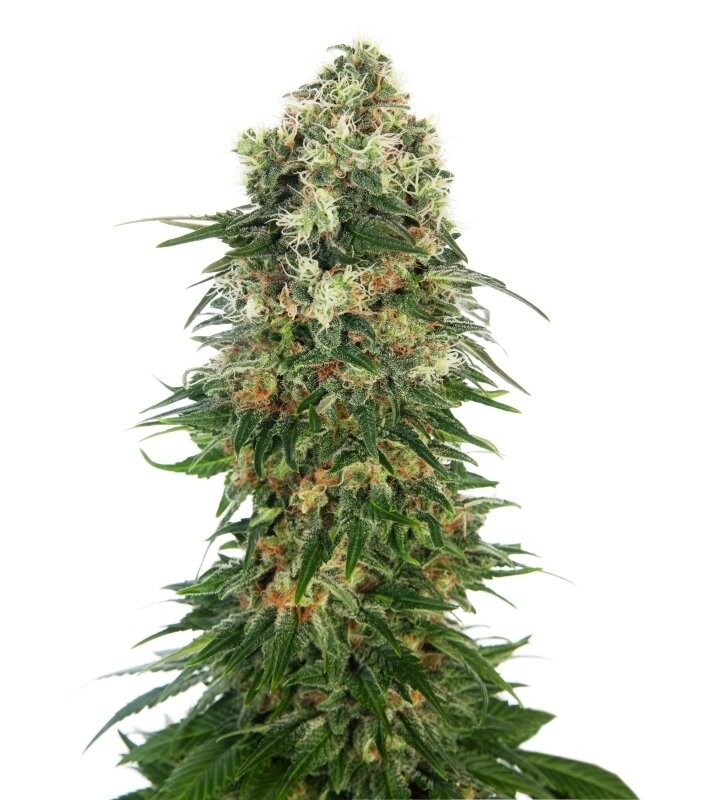 5 UND FEM - SHIVA SKUNK AUTOMATIC