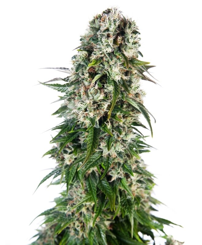 3 UND FEM - BIG BUD AUTOMATIC