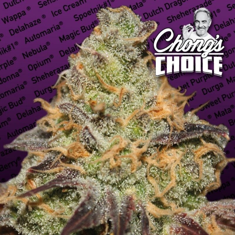5 UND FEM - BLUE KUSH BERRY