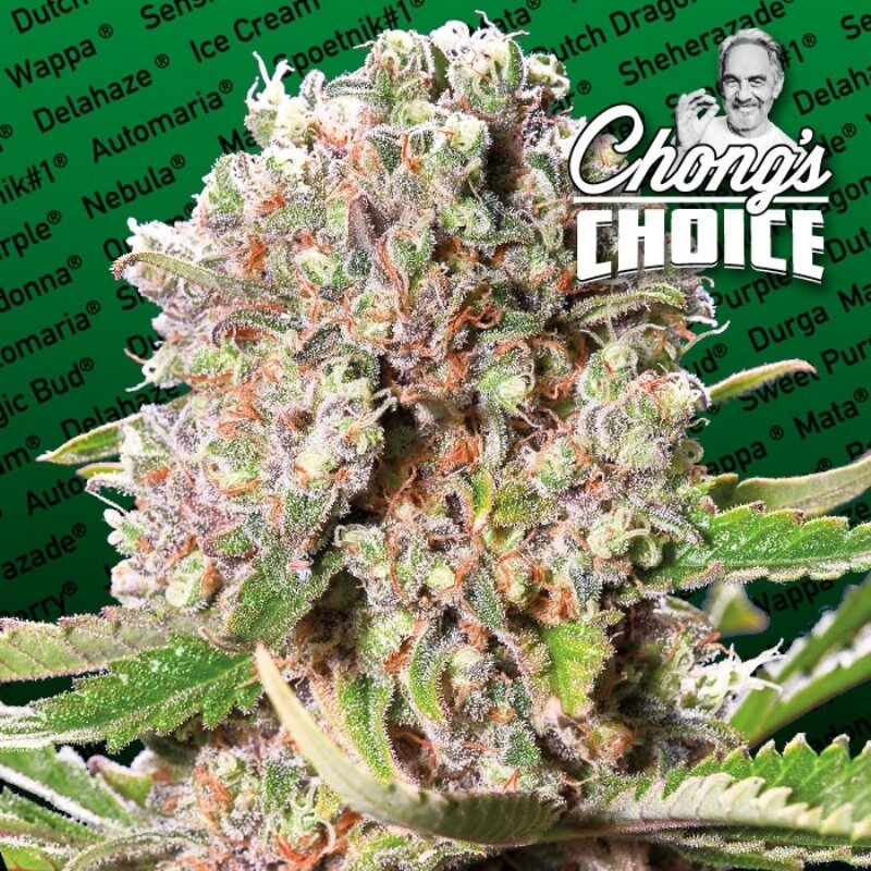 10 UND FEM - MENDOCINO SKUNK