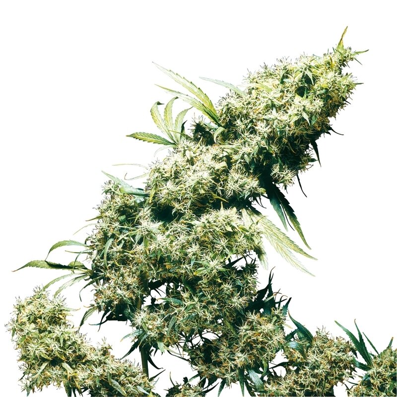 3 UND FEM - JAMAICAN PEARL