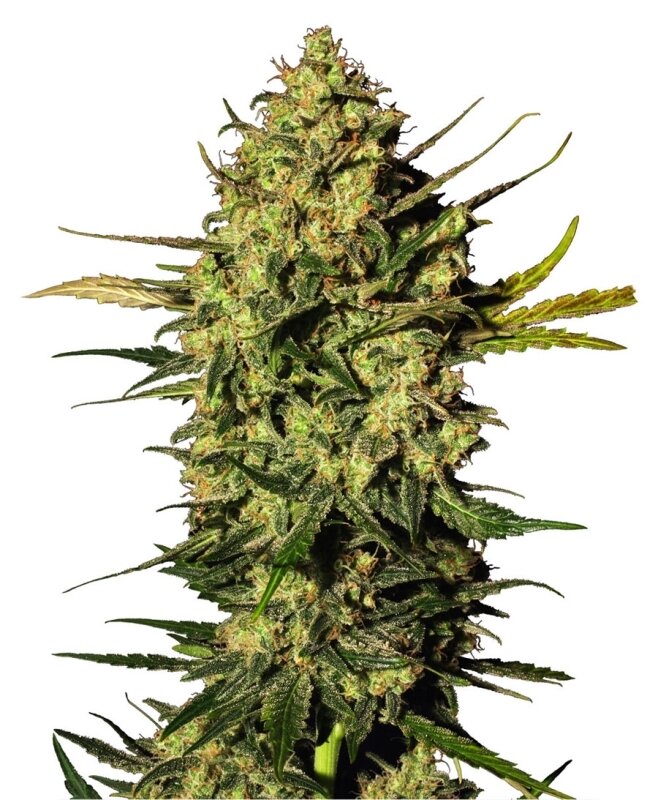 3 UND FEM - MASTER KUSH AUTOMATIC