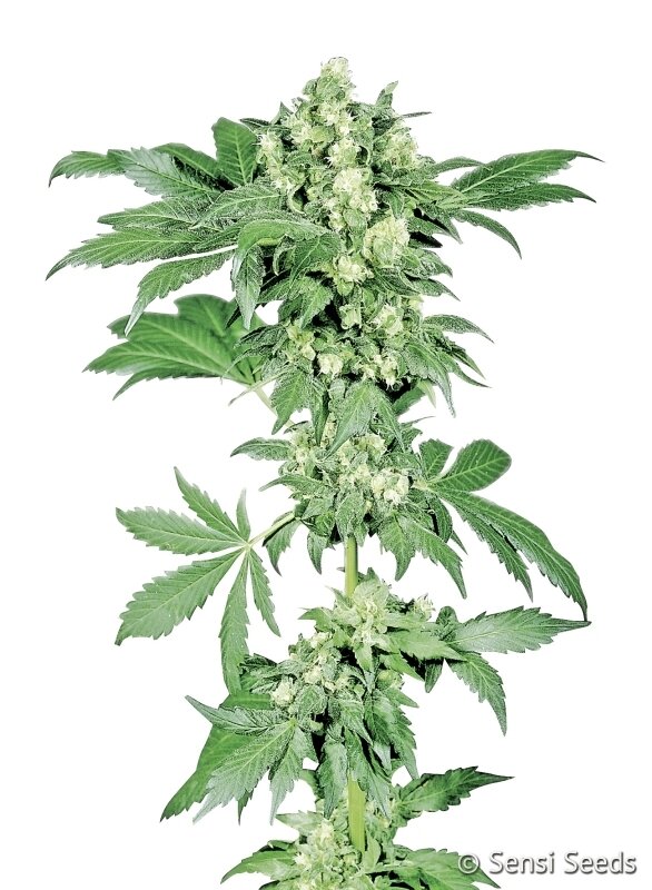 3 UND FEM - AFGHANI #1