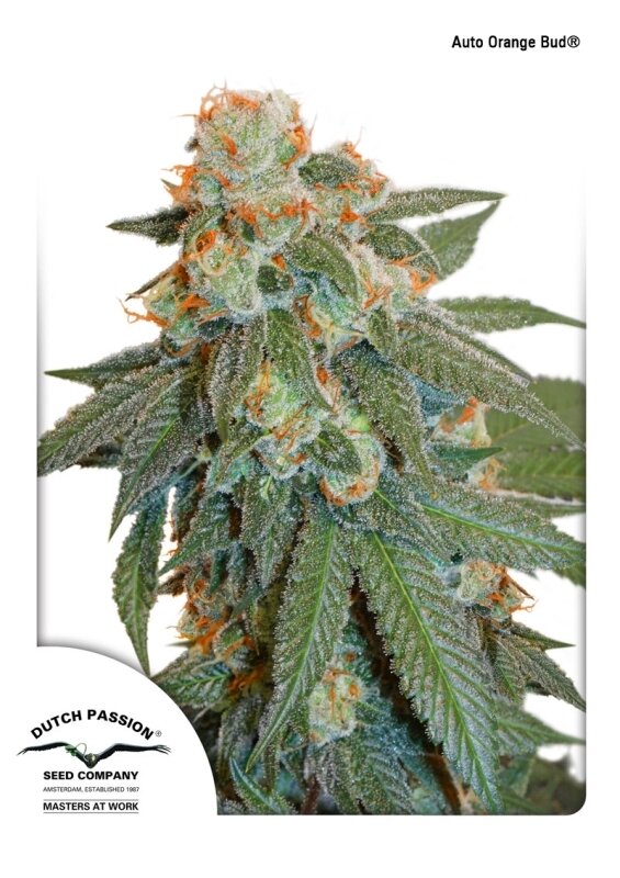 3 UND FEM - AUTO ORANGE BUD (AUTOFLORECIENTE)