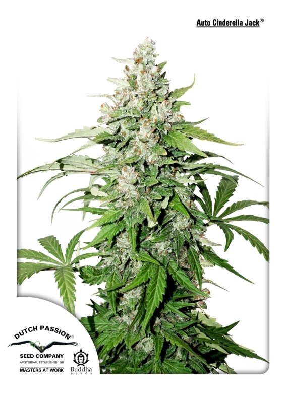 3 UND FEM - AUTO CINDERELLA JACK ® (AUTOFLORECIENTE)
