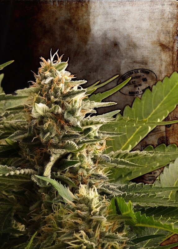 10 UND FEM - COLOMBIAN JACK