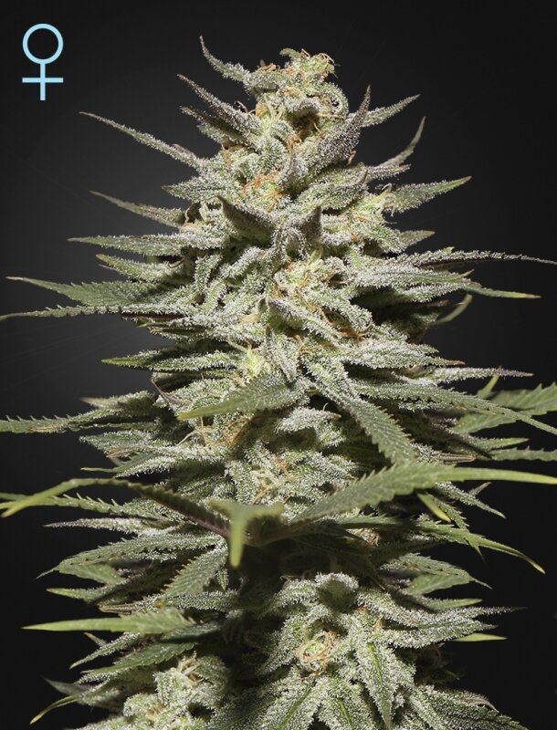 10 UND FEM - SUPER LEMON HAZE CBD
