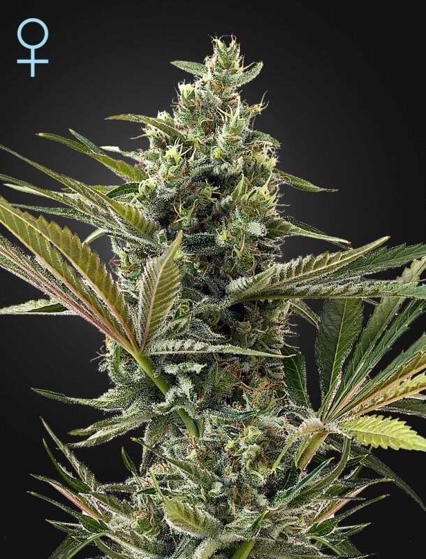 10 UND FEM - SUPER LEMON HAZE AUTO CBD