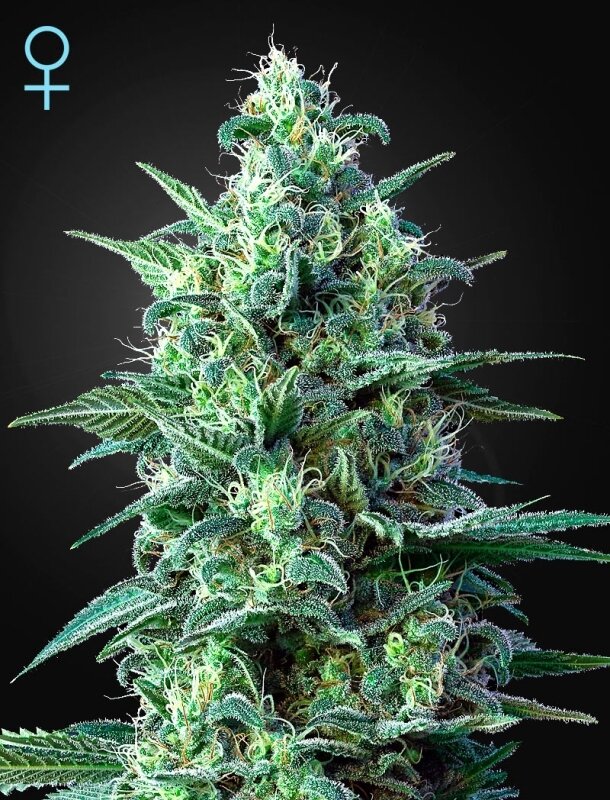 10 UND FEM - WHITE WIDOW AUTO CBD