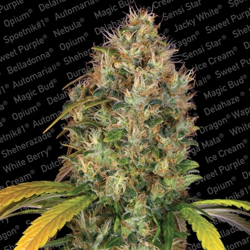5 UND FEM - DUTCH KUSH