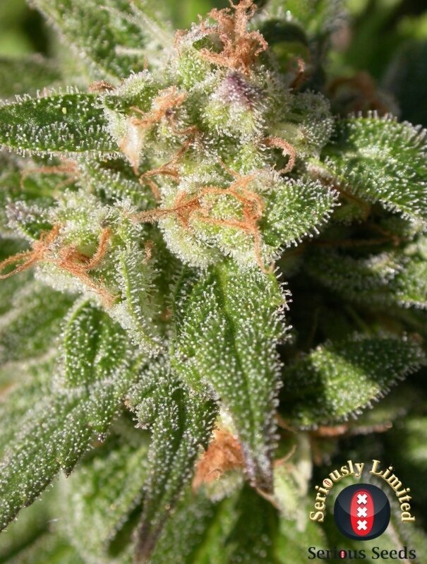 6 UND FEM - CBD WARLOCK