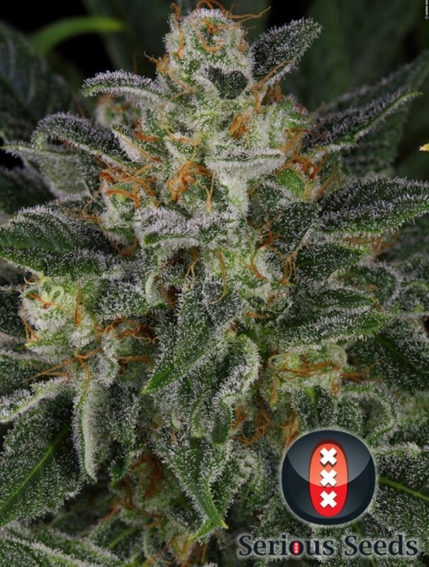 6 UND FEM - SERIOUS KUSH