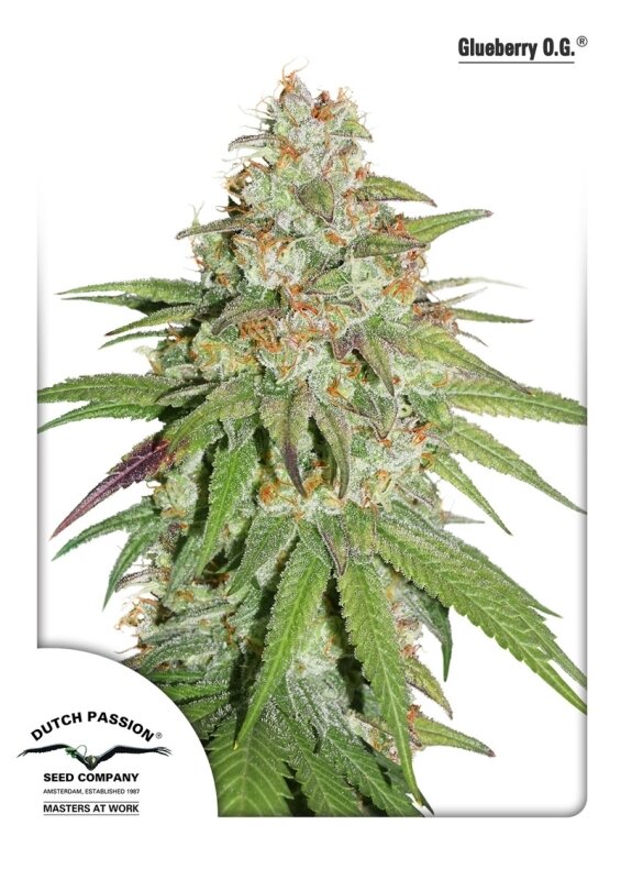3 UND FEM - GLUEBERRY OG