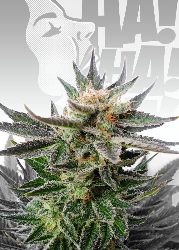 100 UND FEM - SATIVA DREAM