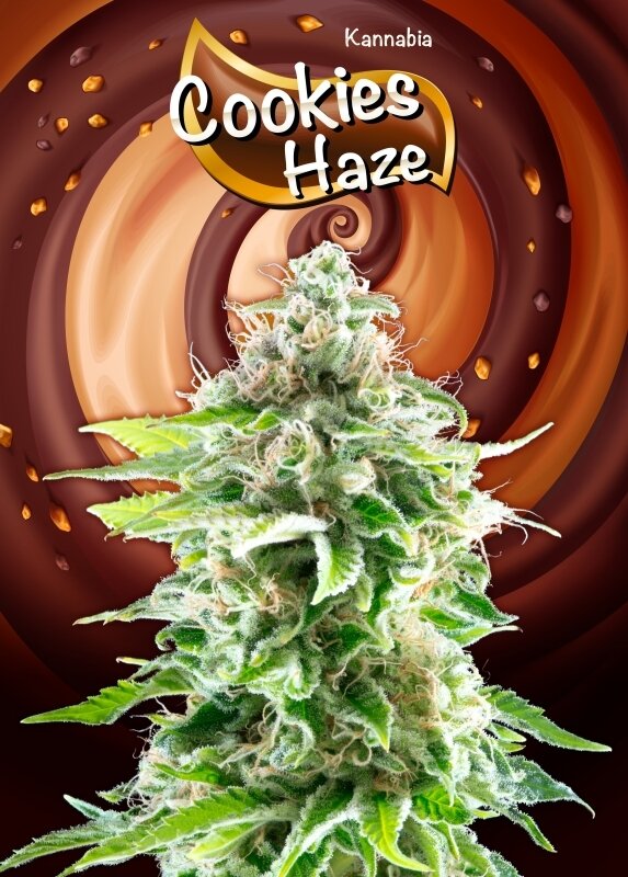 100 UND FEM - COOKIES HAZE