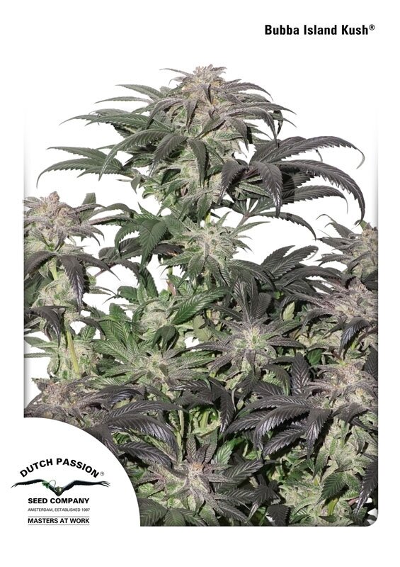 10 UND FEM - BUBBA ISLAND KUSH
