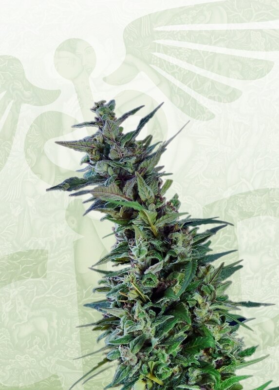 3 UND FEM - KAMA KUSH CBD