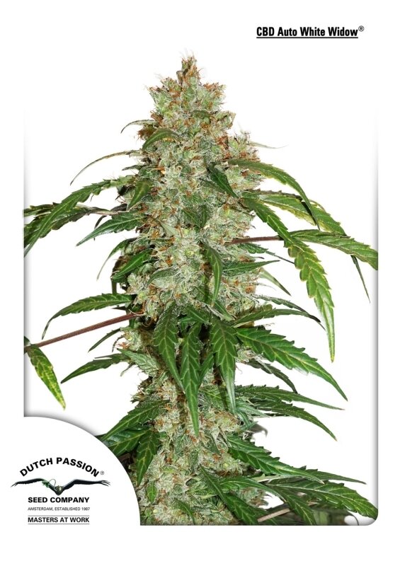 3 UND FEM - CBD AUTO WHITE WIDOW (AUTOFLORECIENTE)
