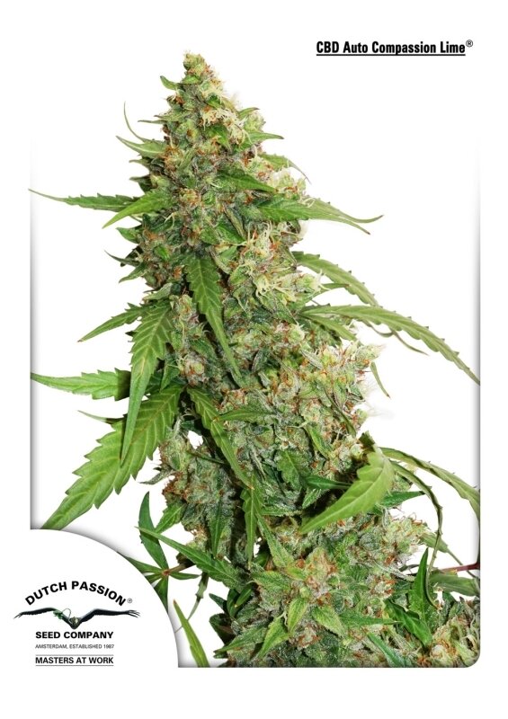 7 UND FEM - CBD AUTO COMPASSION LIME (AUTOFLORECIENTE)