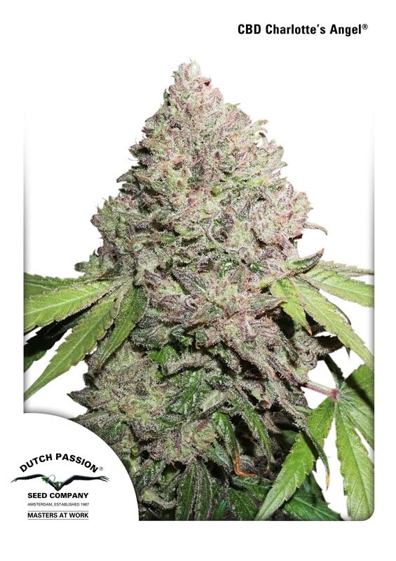 10 UND FEM - CBD CHARLOTTES ANGEL