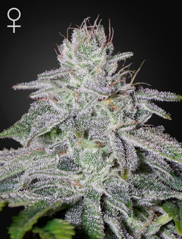 5 UND FEM - FRANCO'S LEMON CHEESE