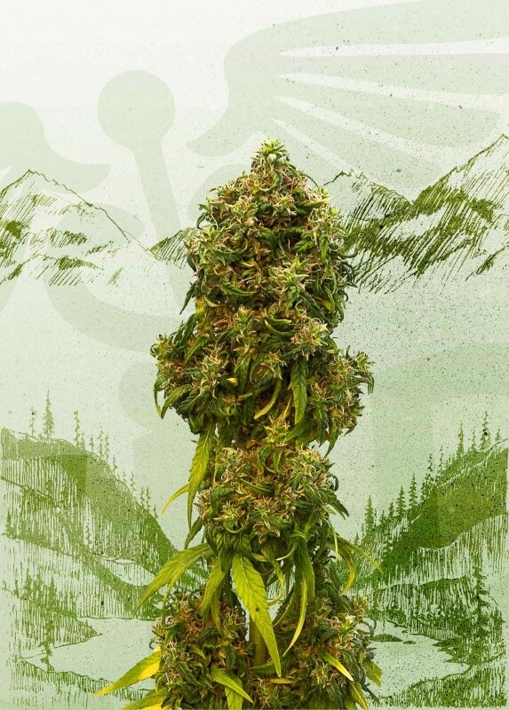 3 UND FEM - SWISS DREAM AUTO CBD