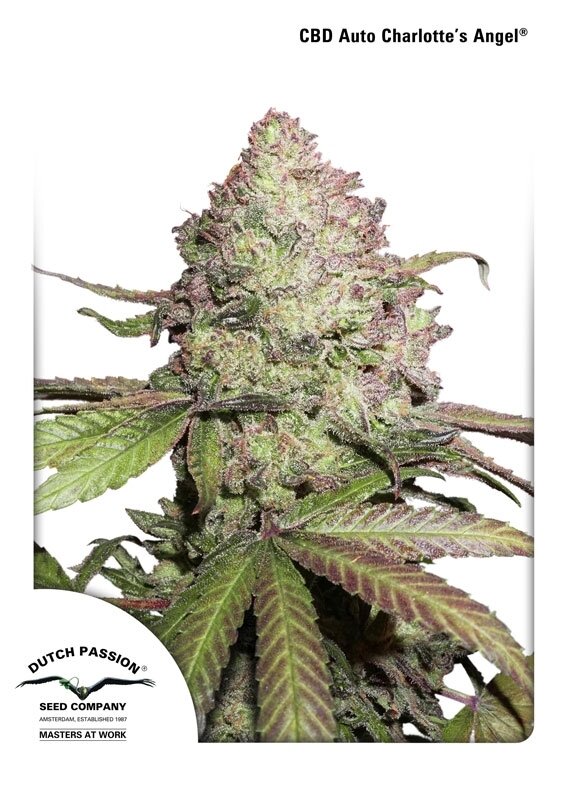 7 UND FEM - CBD AUTO CHARLOTTE'S ANGEL (AUTOFLORECIENTE)