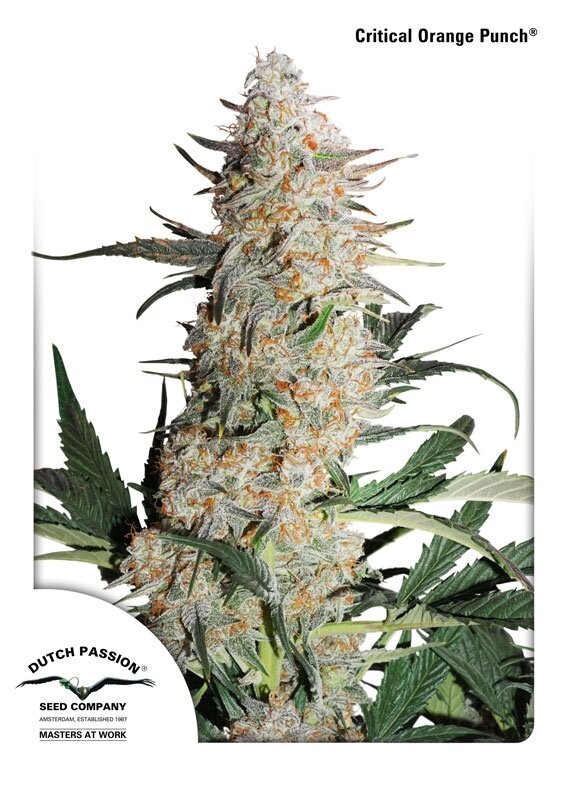10 UND FEM - CRITICAL ORANGE PUNCH