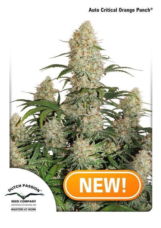 7 UND FEM - AUTO CRITICAL ORANGE PUNCH