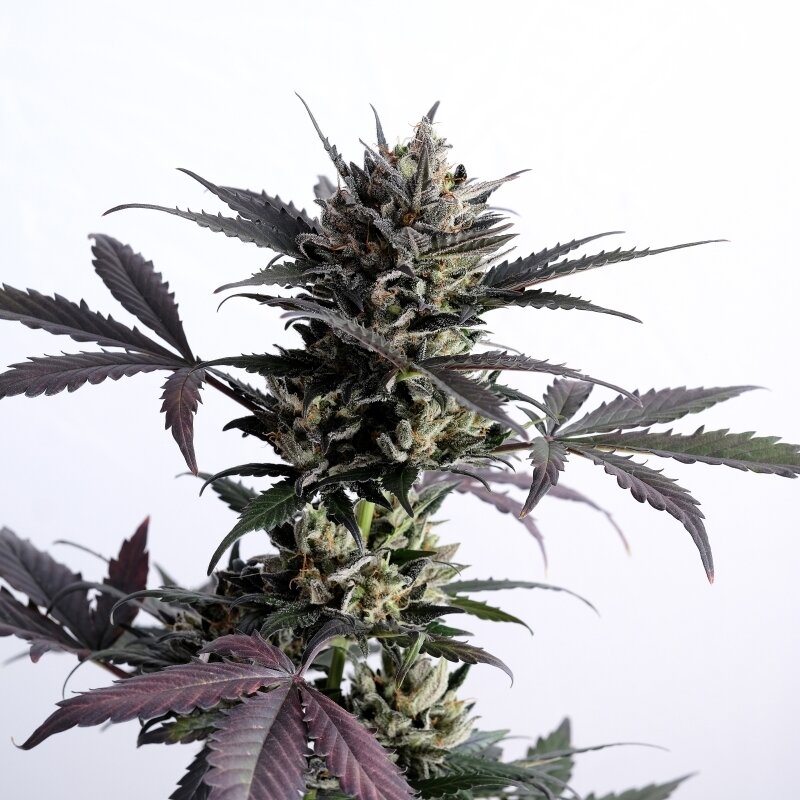 5 UND FEM - LEMON HAZE AUTO