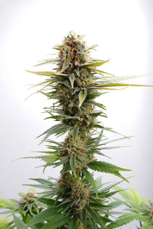 3 UND FEM - GSC