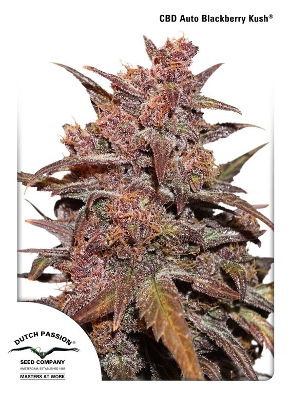 7 UND FEM - CBD AUTO BLACKBERRY KUSH