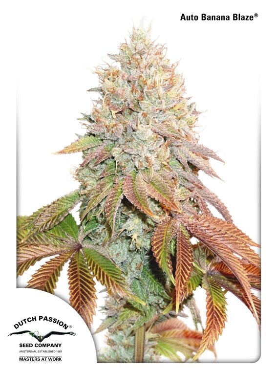 7 UND FEM - AUTO BANANA BLAZE