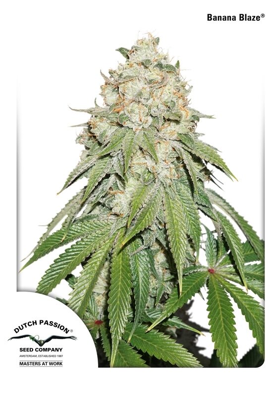 5 UND FEM - BANANA BLAZE